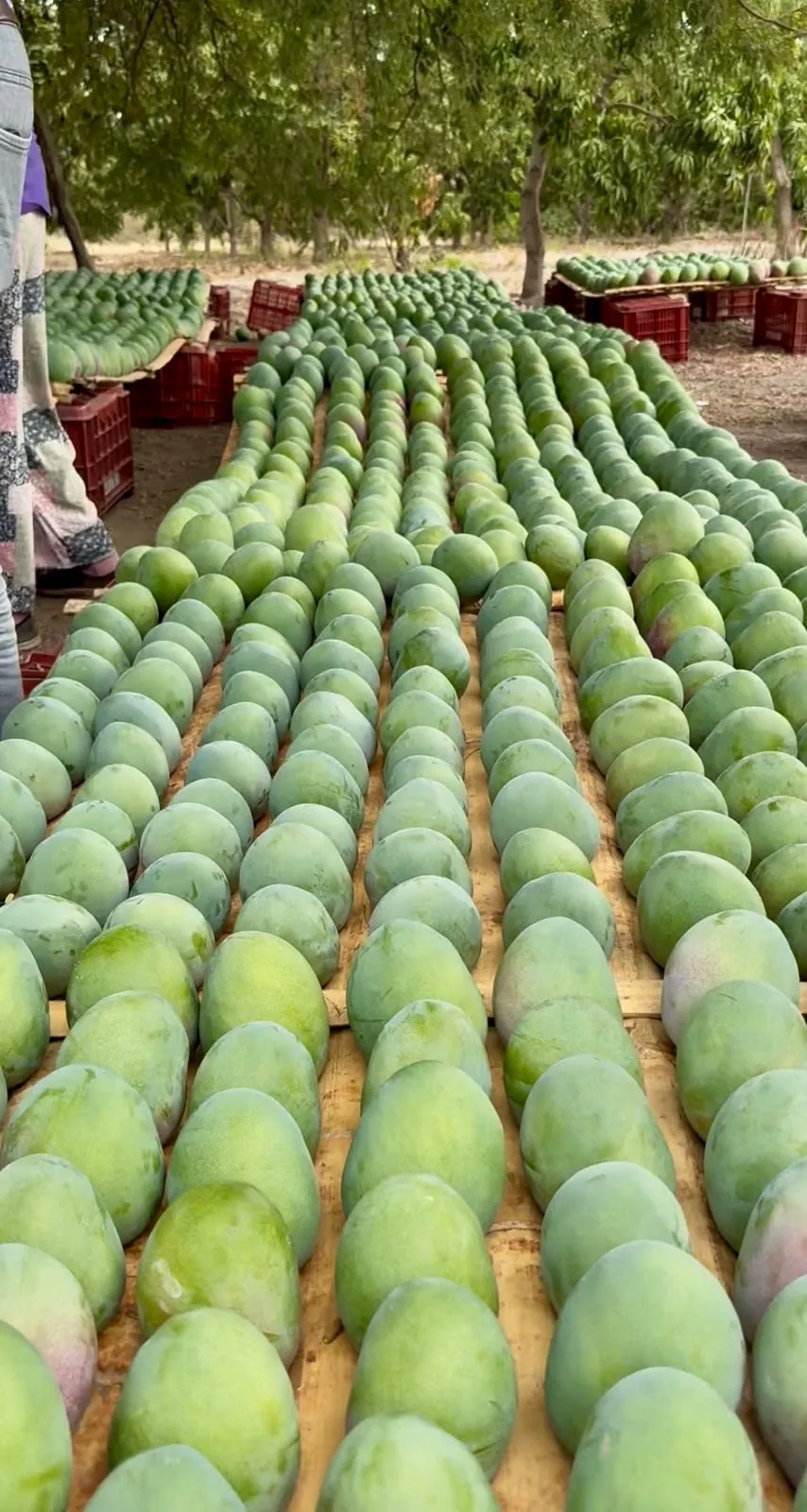 Frisch geerntete Mangos, sortiert auf Paletten im Feld